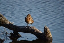 Canard chipeau