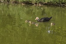 Canards barbarie