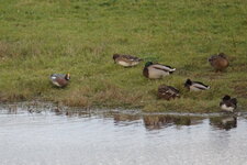Canard siffleur et Colverts
