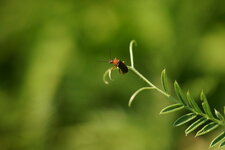 Cantharis pellucida - sous réserve