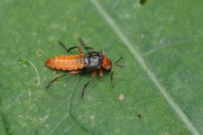 Cantharis dégénéré