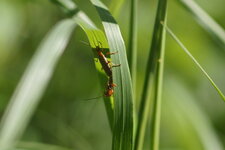 Rhagonycha fulva