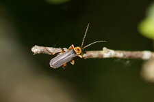 Cantharis pellucida - sous réserve