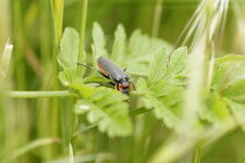 Cantharis rustica - sous réserve