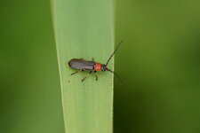 Cantharis nigricans - sous réserve