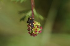 Capsodes flavomarginatus sur fleur de Sanguisorba minor la Pimprenelle