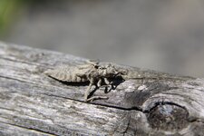 Carapace de larve de libelulle