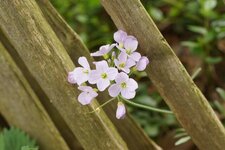 Cardamine des près