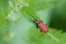 Pyrochroa serraticornis