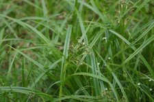 Carex sp.