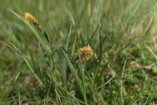 Carex sp.