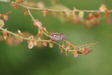 Dolycoris baccarum