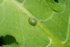 Cassida sp.