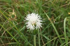 Centaurée sp.