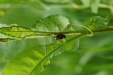 Cercopis sanguinolenta