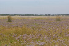 Champ de Lavande des mers