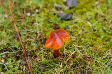Champignon