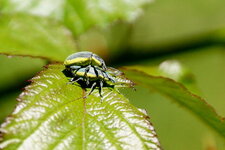 Charançon sp.