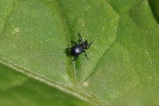 Charançon sp.