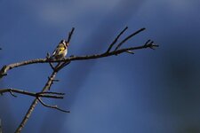 Chardonneret élégant