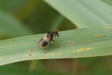 Cheilosia sp. - sous réserve