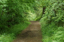 Chemin forestier