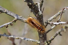 Chenile de bombyx - Lasiocampidae