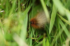 Chenille d