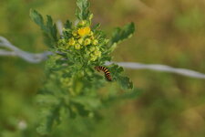 Chenille d