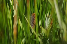 Chenille d