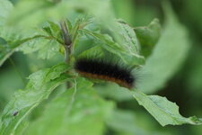 Chenille d Ecaille sp. ???