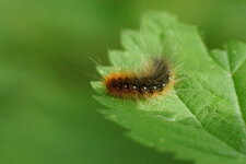 Chenille d