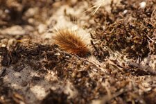 Chenille d