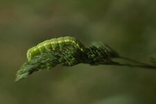 Chenille d Orthosia sp. - sous réserve