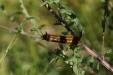 Chenille de la Buveuse