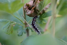 Chenille de ???