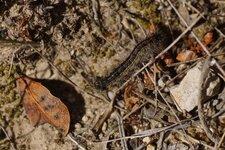 Chenille de Lymantria dispar ?