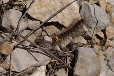Chenille du Bombyx disparate