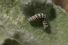 Chenille de la Brèche ?