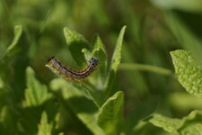 Chenille de Malacosoma sp.