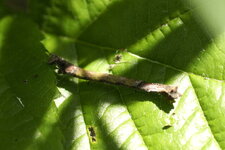 Chenille de géométridé