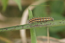 Chenille de l