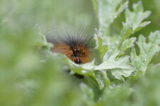 Chenille de l