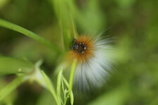Chenille de l