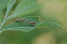Chenille de l