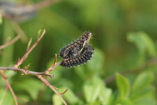 Chenille de la Lithosie aplatie