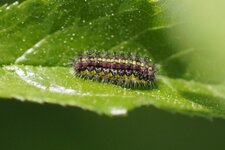 Chenille de la Zygène des épines