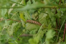 Chenille de Noctua orbona - sous réserve