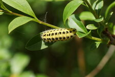 Chenille de Zygène sp.