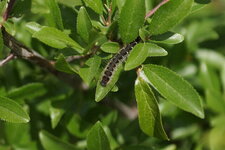 Chenille du Bombyx laineux